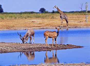 Reisedokumentation südliches Afrika;