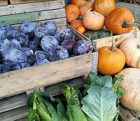 Holzkisten mit roten Kohlköpfen, orangefarbenen Kürbissen und grünen Kohlblättern auf Paletten draußen.