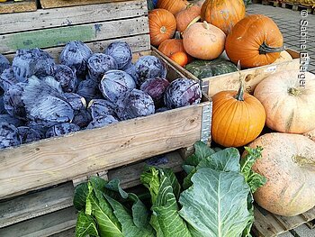 Holzkisten mit roten Kohlköpfen, orangefarbenen Kürbissen und grünen Kohlblättern auf Paletten draußen.