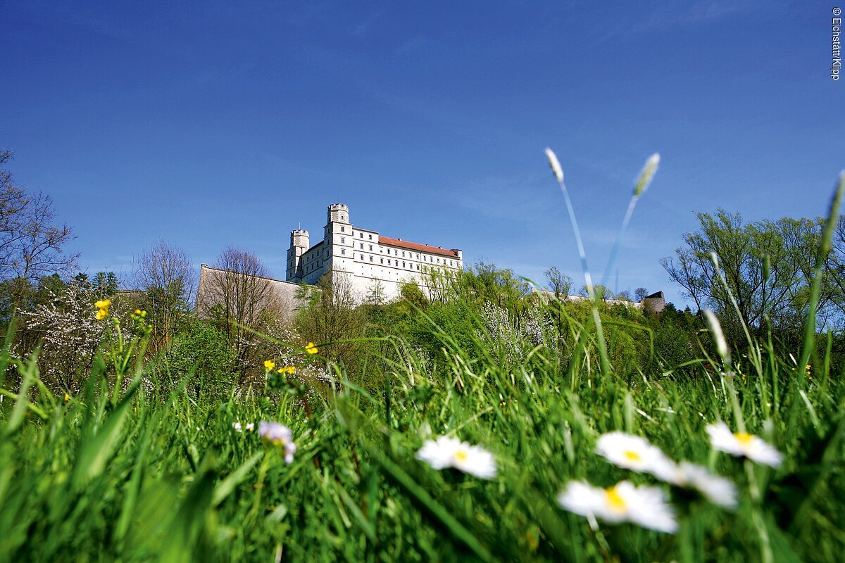 Eine grüne Wiese mit weißen Blumen, im Hintergrund der Blick auf eine mächtige Burg mit roten Dächern