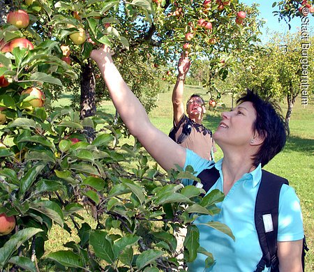 Streuobstlandschaft (Burgbernheim, Romantisches Franken)